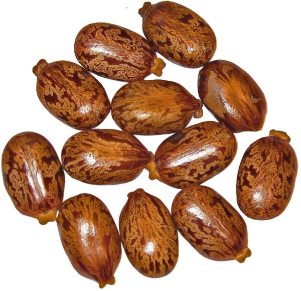 Natural Dried Hybrid Castor Seeds (100kg)